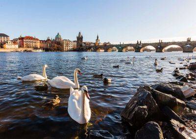 Жителей и гостей Праги призвали не кормить лебедей хлебом - vinegret.cz - Чехия - Прага