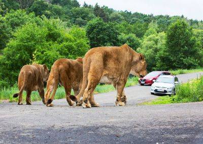 Единственное в Чехии сафари со львами вновь открылось для посетителей - vinegret.cz - Чехия