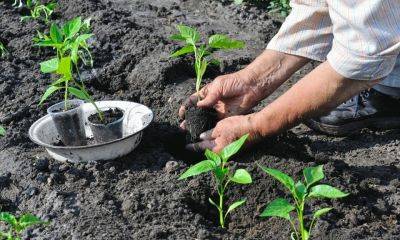 Что нужно сделать на грядке для помидоров осенью - советы огородникам - apostrophe.ua - Украина
