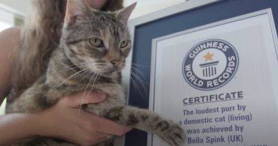 В Великобритании кошка установила мировой рекорд по громкости мурлыканья (видео) - focus.ua - Украина - Англия