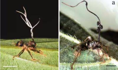 В Китае нашли новые грибы-зомби, проникающие в муравьев - фото - apostrophe.ua - Китай - Украина - Киев