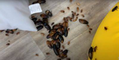 Эти вещи притягивают насекомых в ваш дом как магнит: топ-10 причин для визита нежданных гостей - politeka.net - Украина - Киев