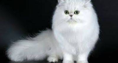 Какие породы кошек лучше всего заводить пенсионерам - cxid.info