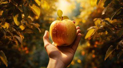 Как подготовить яблони к зиме и морозам – советы садоводов - apostrophe.ua - Украина