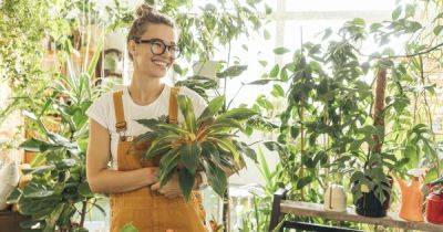 Зеленый доктор: 7 комнатных растений, которые улучшают здоровье - focus.ua - Украина - штат Висконсин