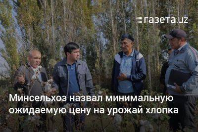 Минсельхоз Узбекистана назвал минимальную ожидаемую цену на урожай хлопка - gazeta.uz - Узбекистан