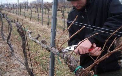 Чтобы виноград не пропал: как нужно подготовить виноградник к зиме и морозам - hyser.com.ua - Украина - Виноград