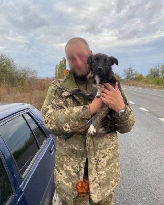 «Не можем пройти мимо». Воин ВСУ спас собаку и передал харьковским волонтерам - objectiv.tv