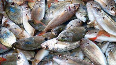 Цены на рыбу в Украине – на сколько подорожала в октябре - apostrophe.ua - Украина