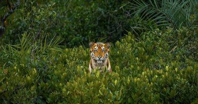 Пристальный взгляд молодой тигрицы: объявлен победитель фотоконкурса Mangrove Action Project (фото) - focus.ua - Украина