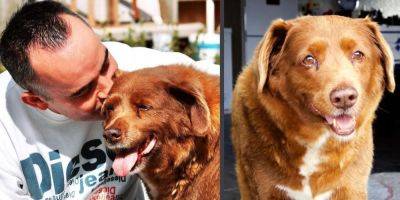 Вільям Бернс - Был 31 год. Умерла самая старая собака в мире - nv.ua - Украина - Португалия