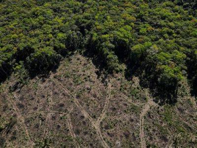 Ричард Брэнсон - Мир не справляется с обязательством положить конец вырубке лесов до 2030 года - отчет - unn.com.ua - Украина - Киев - Франция - Бразилия - Малайзия - Индонезия - Экология