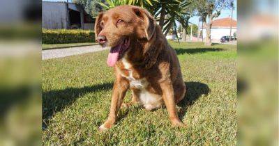 Джо Байден - Умерла самая старая собака в мире: Боби был 31 год - fakty.ua - США - Украина - Португалия