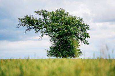 В Чехии выбрали самое красивое дерево 2023 года - vinegret.cz - Чехия - Устецкий край - Южноморавский край