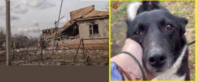 Собака на Харьковщине чудом выжила во время прямого попадания в дом (видео) - objectiv.tv