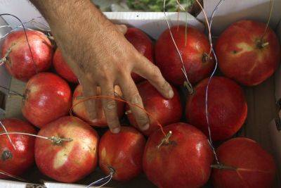 Ущерб от войны на юге и севере Израиля: куры, овощи, фрукты - news.israelinfo.co.il - Израиль - Палестина - Таиланд