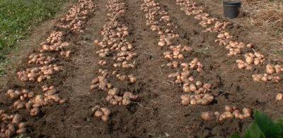 Урожая в следующем году будет в два раза больше: чем нужно осенью удобрить картофельные грядки - hyser.com.ua - Украина - Германия