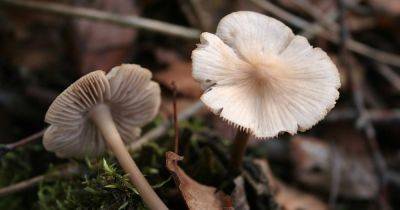 Сюжет в стиле "Одни из нас": грибы Mycena galericulata научились проникать в живые организмы - focus.ua - Украина