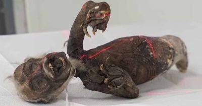 Из кого сложили русалку Фиджи: ученые хотят узнать, как создали странную мумию (фото) - focus.ua - Украина - Япония - штат Кентукки - Фиджи