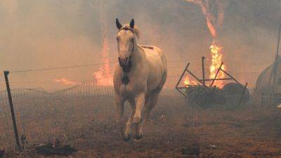 В Австралии убьют более 15 тысяч лошадей ради "защиты природы" - svoboda.org - Австралия