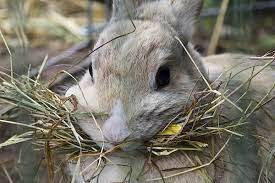 Чем кормить кроликов зимой, чтобы они без проблем пережили холода и откормились - hyser.com.ua - Украина