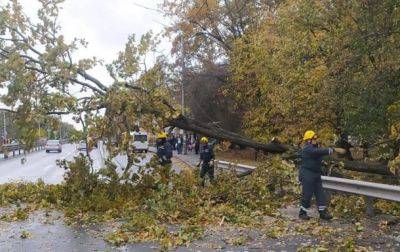 В Киеве повалены сотни деревьев из-за непогоды - korrespondent.net - Украина - Киев