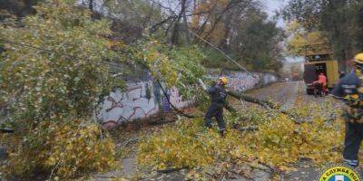 Вільям Бернс - В Киеве ураганный ветер повалил или повредил почти 600 деревьев, движение транспорта на нескольких улицах затруднено - nv.ua - Украина - місто Киев
