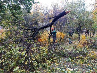 78 деревьев и 74 большие ветки упали в Харькове из-за урагана (фото) - objectiv.tv - Харьков - район Харькова