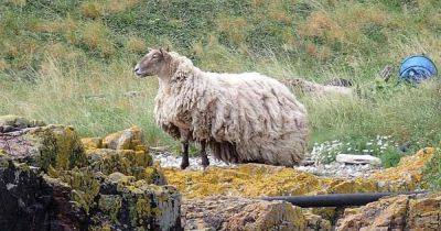 Обросла шерстью и не может стоять: самая одинокая овца 2 года жила на необитаемой скале (фото) - focus.ua - Украина - Шотландия