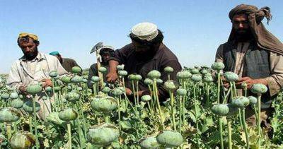 Аналитики: посевы опийного мака в Афганистане сократились на 85% - dialog.tj - Англия - Таджикистан - Афганистан