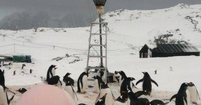 В Антарктиде начался брачный сезон: пингвины пришли к украинским полярникам (фото) - focus.ua - Украина - Антарктида - станция Академик Вернадский
