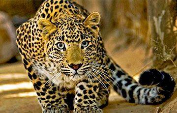 В Гродненском зоопарке рассказали, как лечили леопарда - charter97.org - Белоруссия
