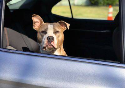 В Чехии хозяевам грозит тюрьма за оставление собаки в машине на жаре - vinegret.cz - Чехия