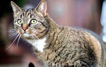 Ученые насчитали у котов почти 300 «выражений лица» - charter97.org - Белоруссия - Лос-Анджелес