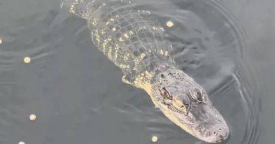 "Подарок" урагана: во Флориде в домашнем пруду плавает аллигатор без передних лап - focus.ua - США - Украина - шт.Флорида