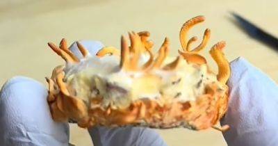45 млн лет жуткой истории. Мужчина вырастил зомби-гриб, питающийся его кровью и плотью (видео) - focus.ua - Украина