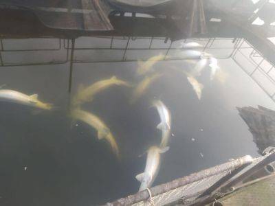 Экологическая катастрофа - в Ладыжине погибла редкая рыба из-за загрязнения воды - фото - apostrophe.ua - Украина - Мариуполь