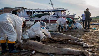 Массовая гибель исчезающих речных дельфинов в Амазонии - ru.euronews.com - Бразилия