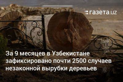 За 9 месяцев в Узбекистане выявлено почти 2500 случаев незаконной вырубки деревьев - gazeta.uz - Узбекистан - Сурхандарьинская обл.