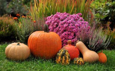 Лунный посевной календарь на октябрь – что посадить в саду и огороде - apostrophe.ua - Украина