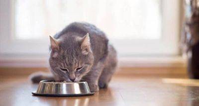 Сколько раз в день необходимо кормить кошку: ветеринарный врач сделал важное заявление - cxid.info