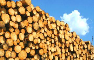 Полесский лесхоз отгрузил иностранной фирме дерево на $100 тысяч и не дождался денег - charter97.org - Белоруссия