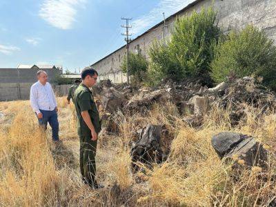 В "Дендропарке" в Ташобласти погубили около двухсот ценных деревьев - podrobno.uz - Узбекистан - Ташкент