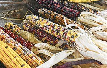 В Минске продают черную и красную кукурузу - charter97.org - США - Белоруссия - Минск - Экология