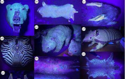 Выявлено 125 видов млекопитающих, светящихся под ультрафиолетом - korrespondent.net - Украина - Австралия