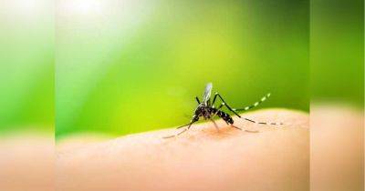Сотни комаров в саду: простые секреты, как замедлить их размножение - fakty.ua - Украина