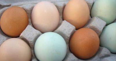 Мало кто знает, чем отличаются цветные яйца: какие выгоднее покупать - cxid.info