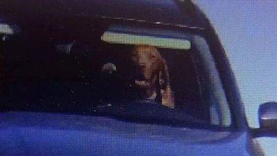 Собака за рулем. В Словакии оштрафовали владельца машины, посадившего в водительское кресло своего питомца - obzor.lt - Словакия - Братислава