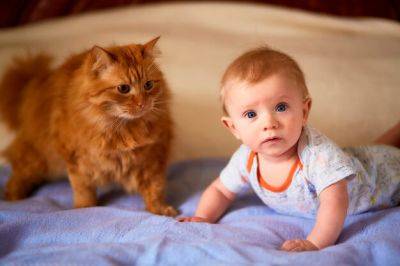 Какая порода кошек лучше для детей? - vchaspik.ua - Украина