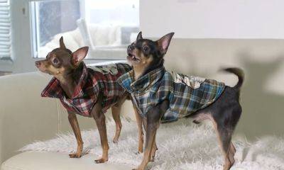 Готовьтесь раскошелиться на гардероб: названы породы собак, которым нужна зимняя одежда - ukrainianwall.com - Украина